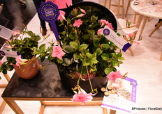 The Fleuro Star Winner.